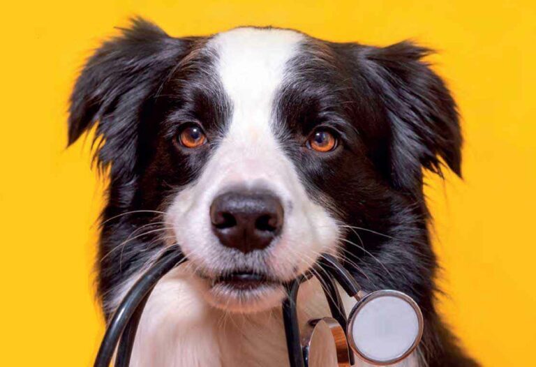 Leptospirosis en perros: síntomas, tratamiento, vacuna…